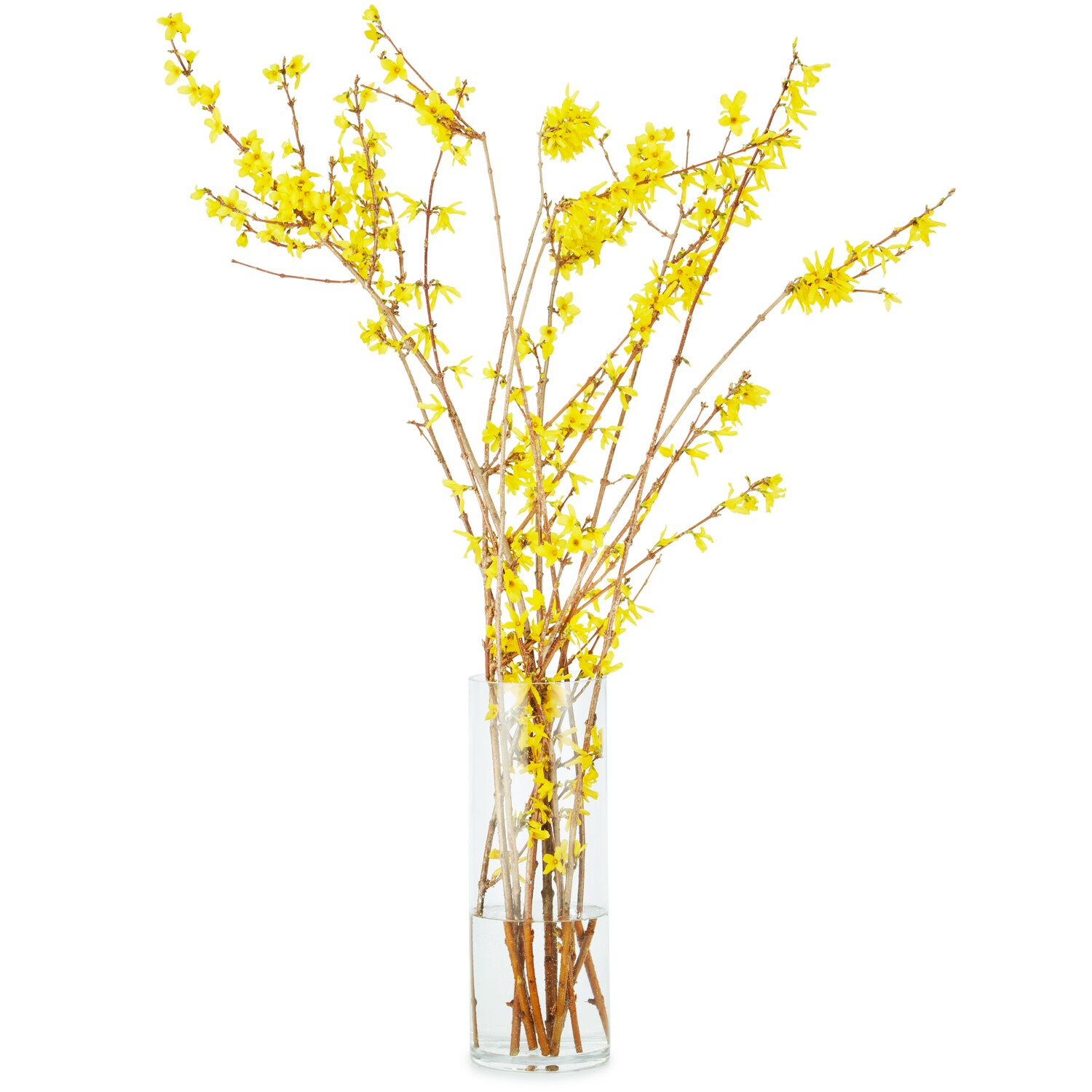 Local Forsythia Spring Branches