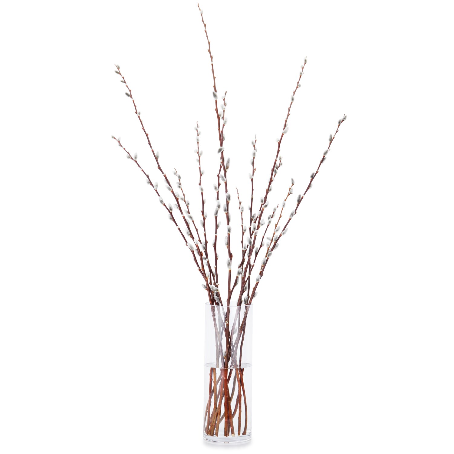 Local Pussy Willow Spring Branches