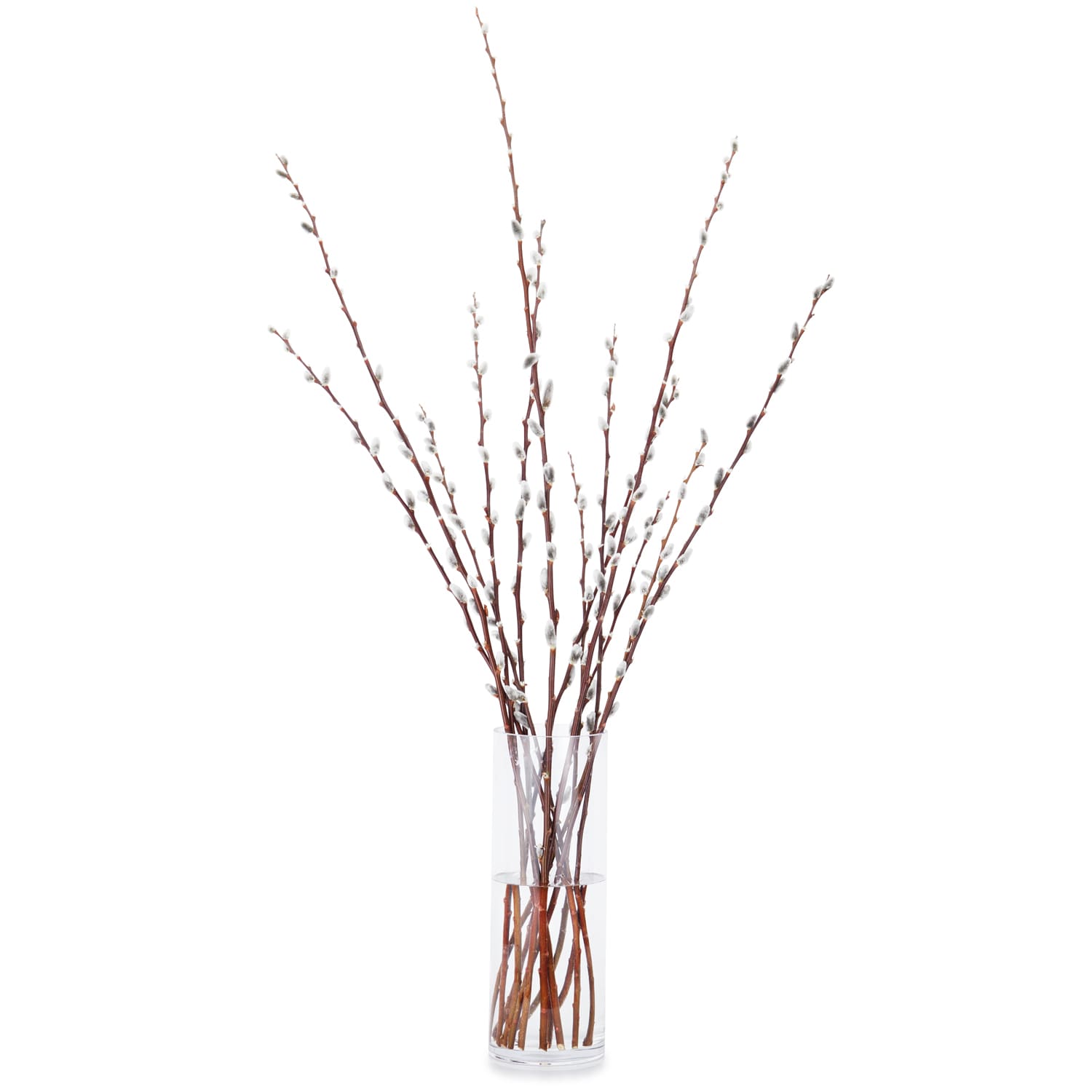 Local Pussy Willow Spring Branches