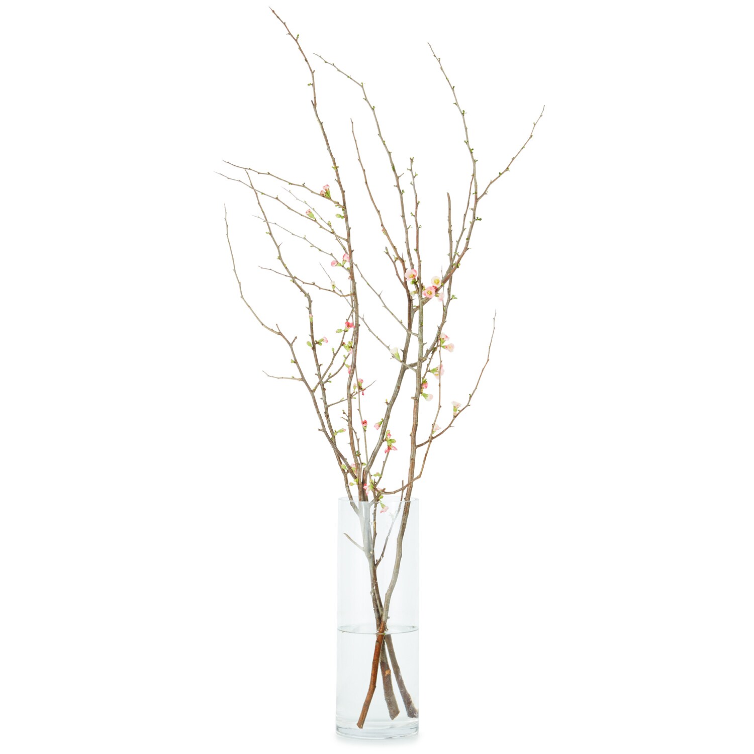 Local Flowering Spring Branches