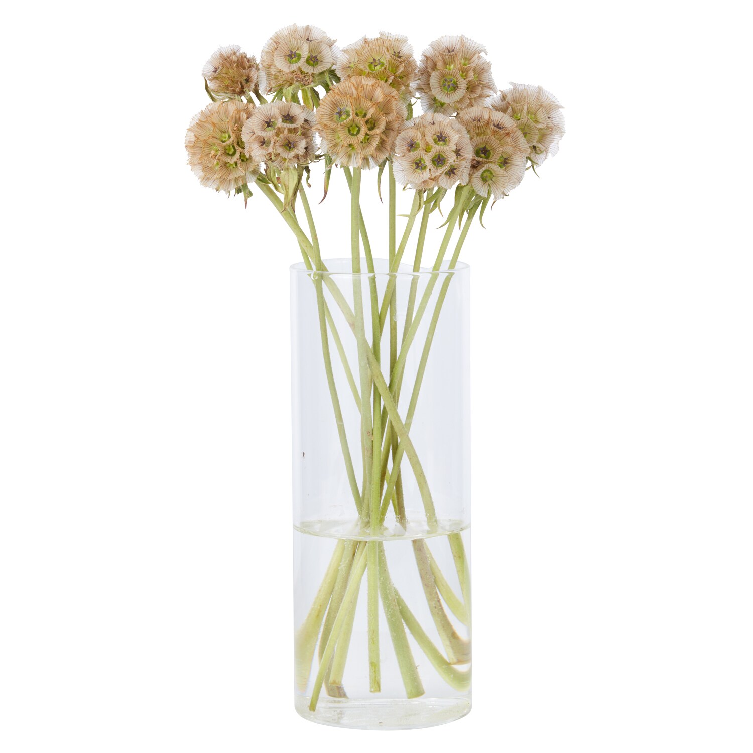 Scabiosa Pods