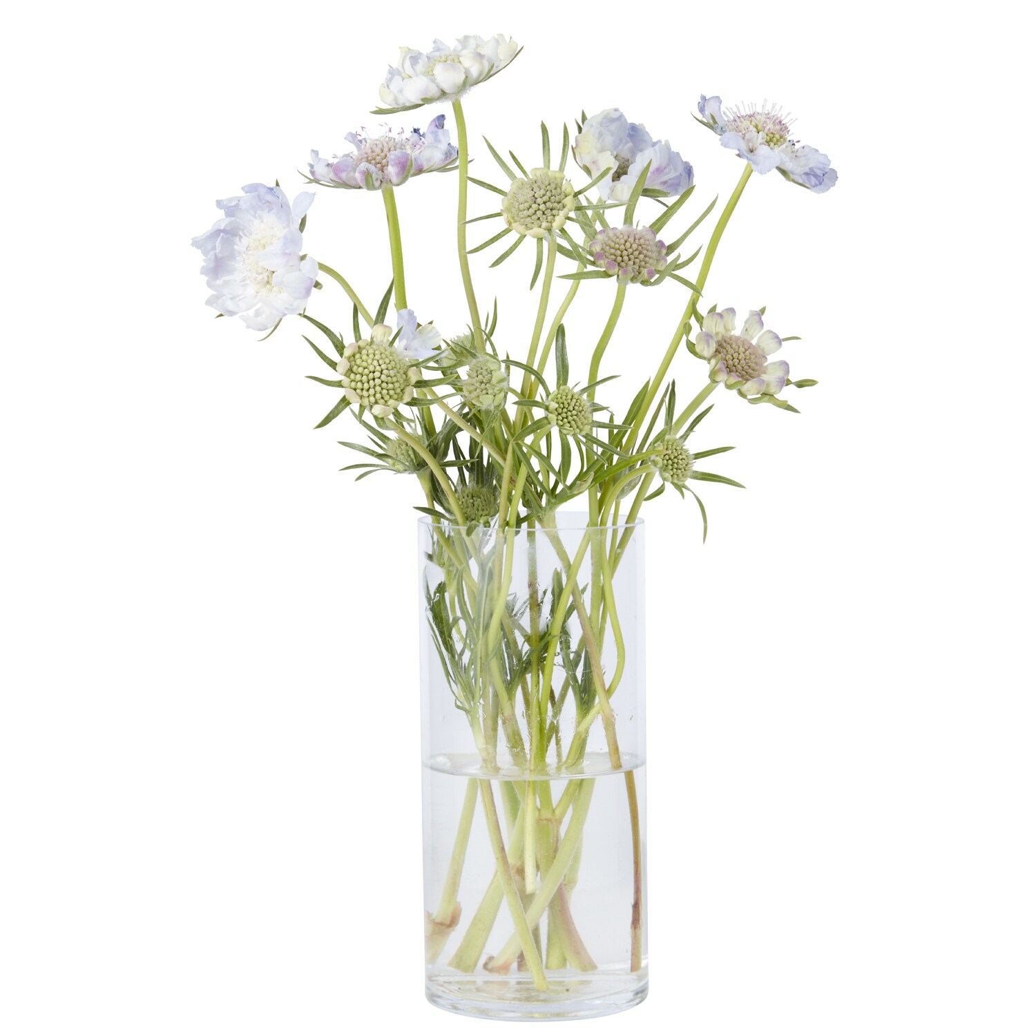 Scabiosa Flowers, image 2 of 2 slides