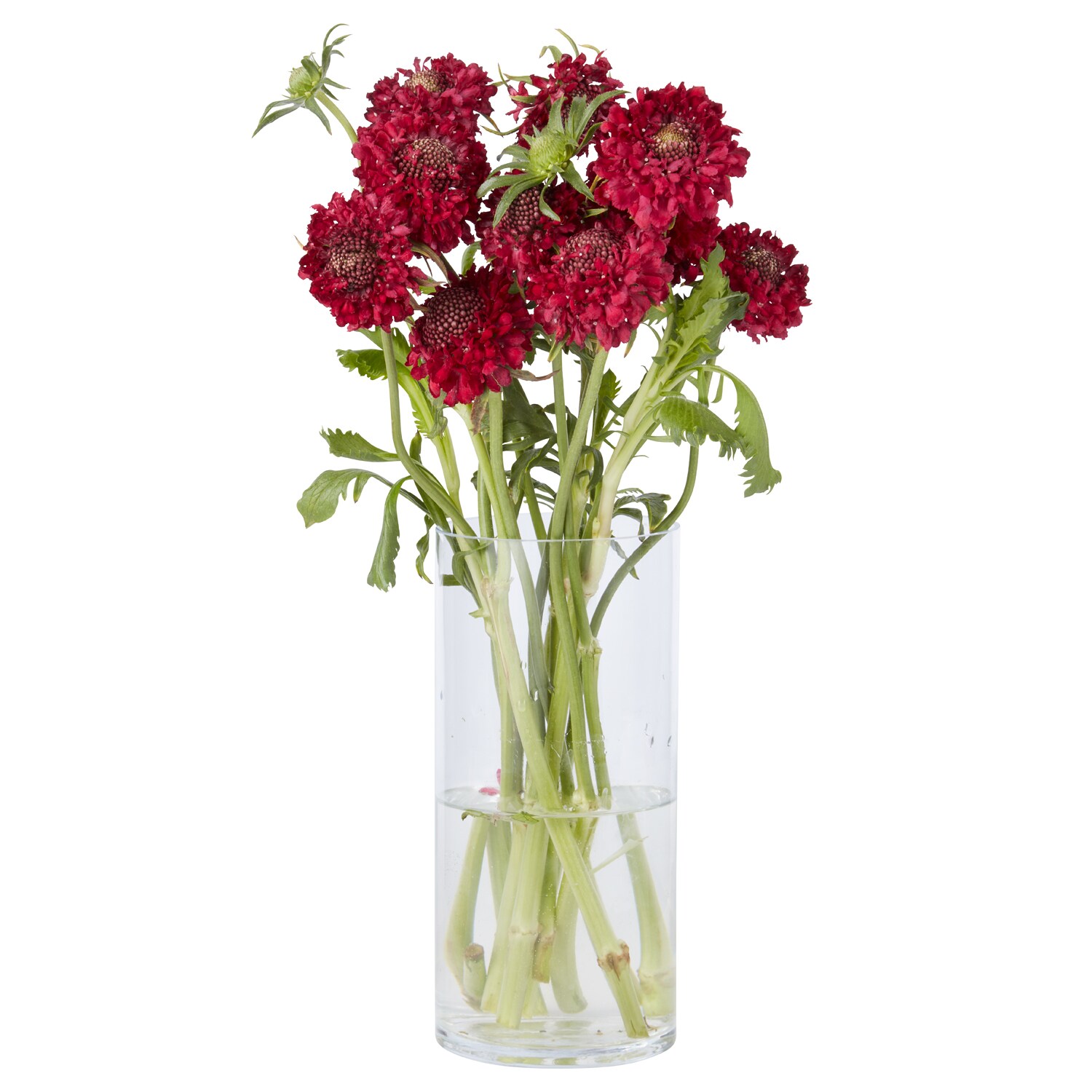 Scabiosa Flowers