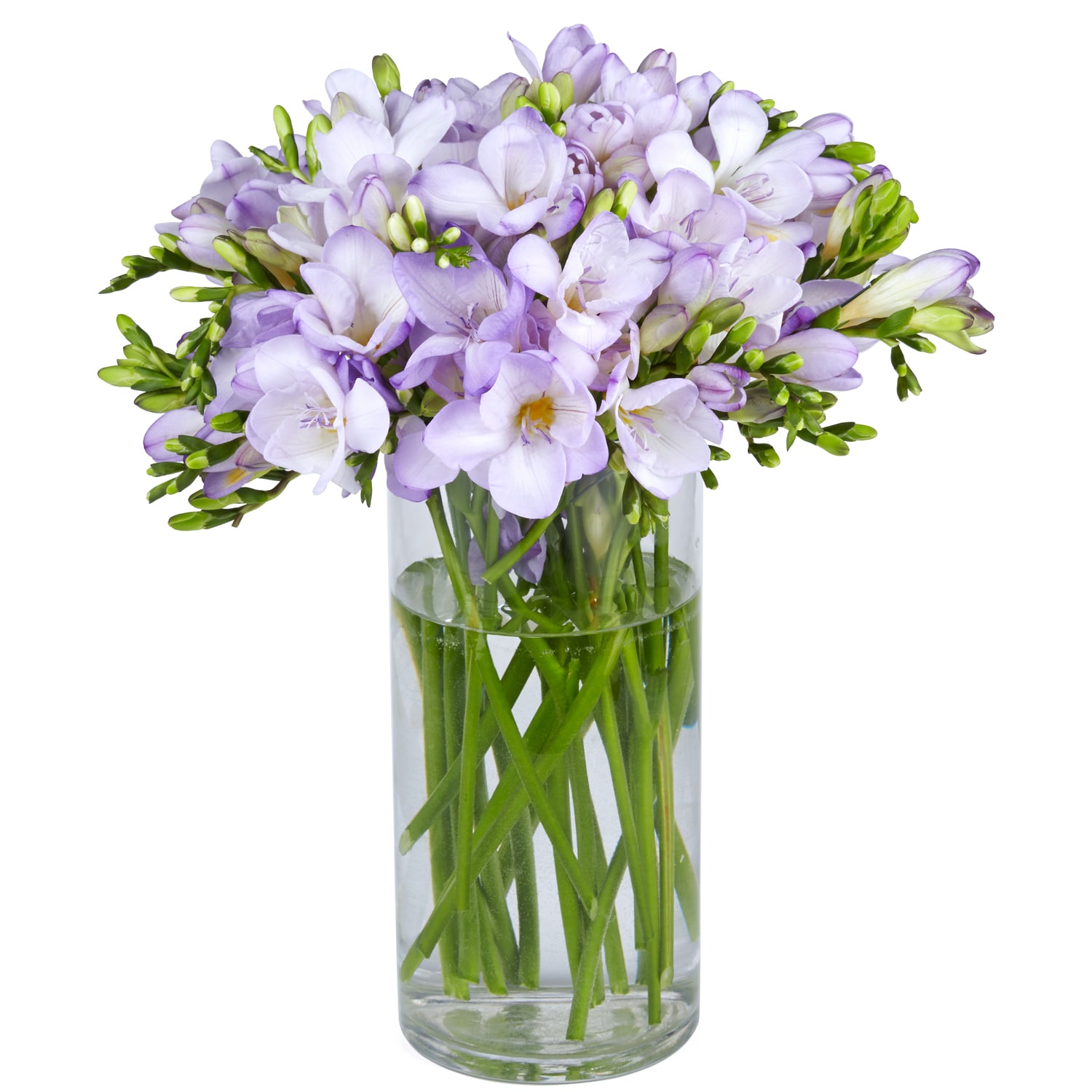 Fragrant Lavender Freesia