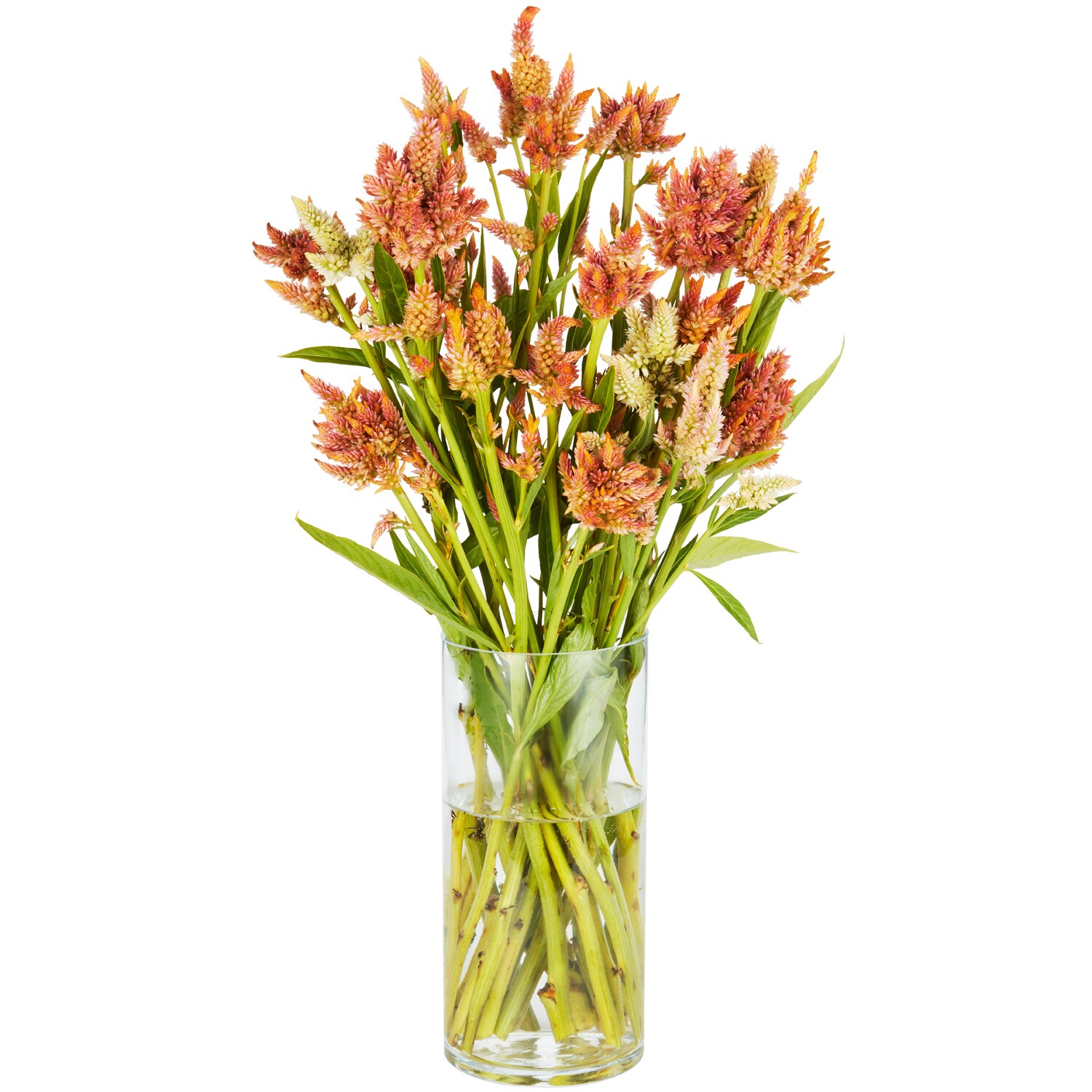 Wells Homestead Acres Rainbow Sherbet Mix Celosia Bunch, Locally Grown