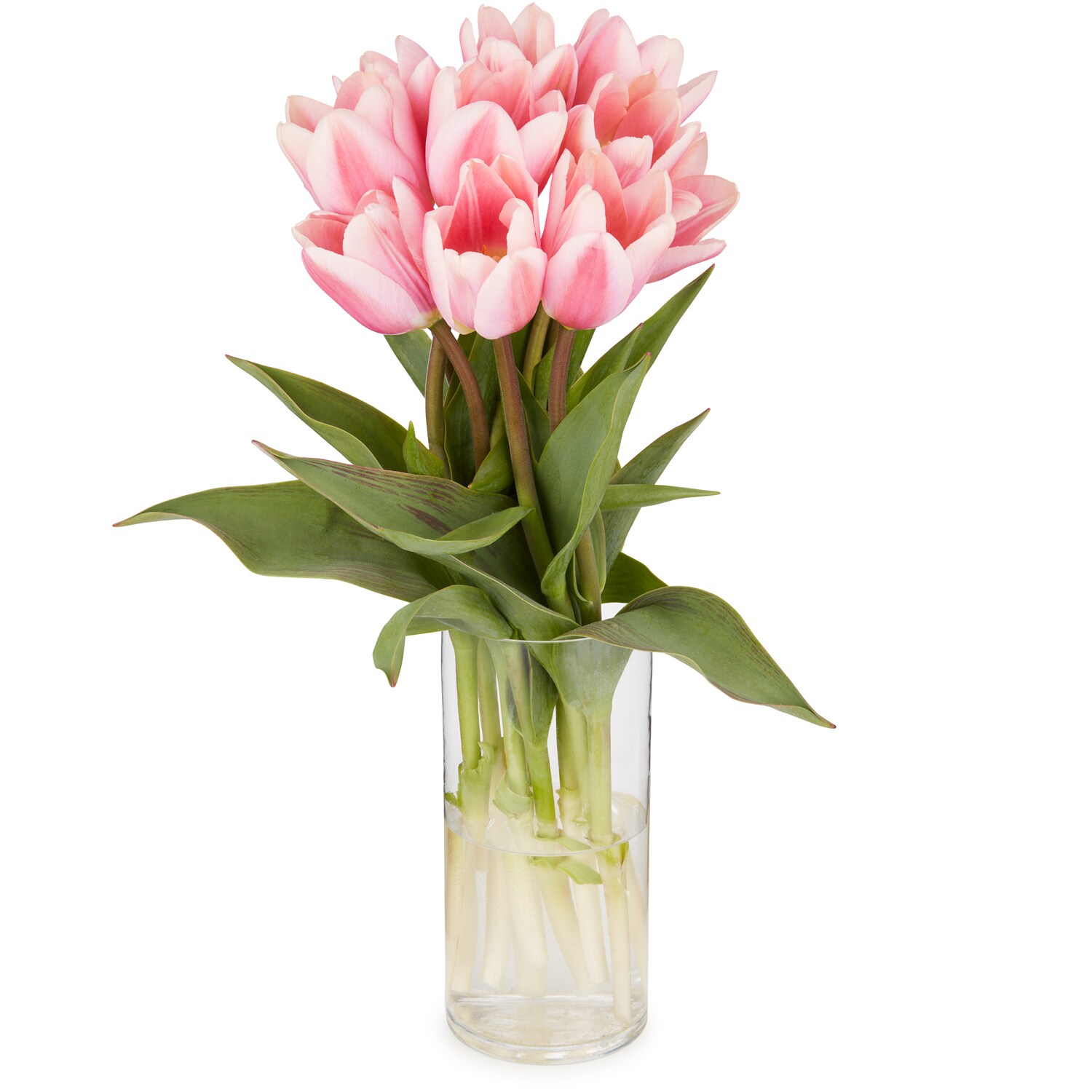 Wells Homestead Acres Tulip Bunch, Locally Grown 