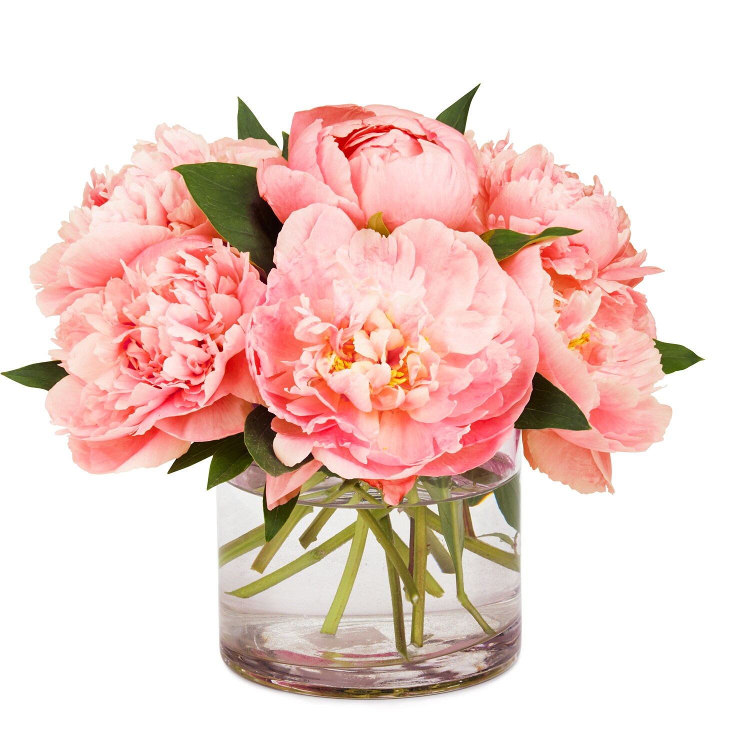 Coral Charm Peony Bunch, Dutch-Grown