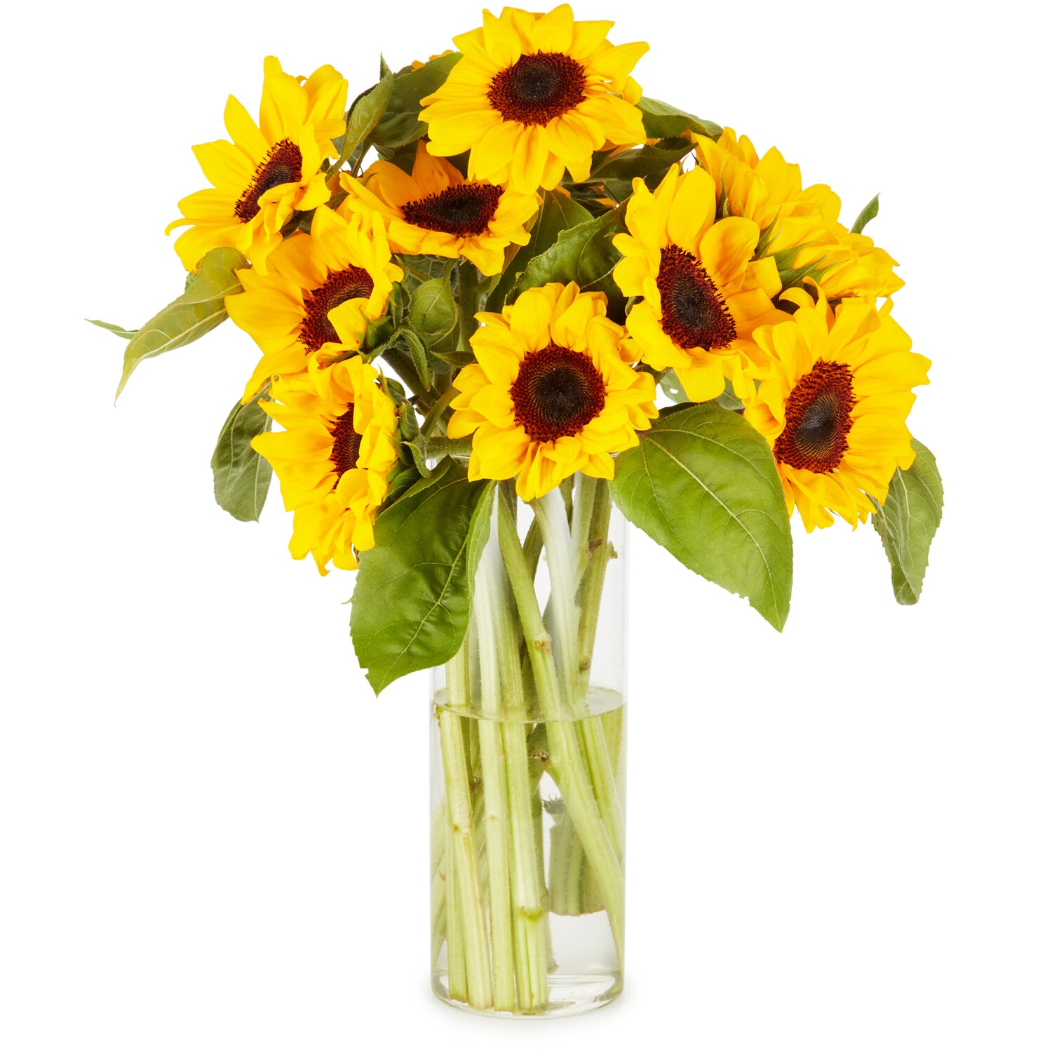 Lancaster Farm Fresh Cooperative Sunflower Bunch, Locally Grown