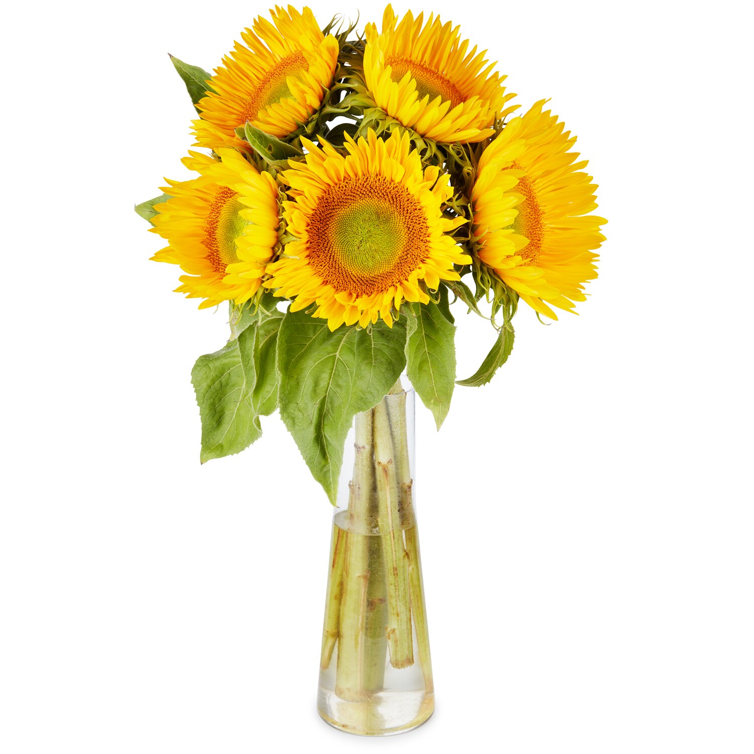 Wells Homestead Acres Green Center Sunflower Bunch, Locally Grown 