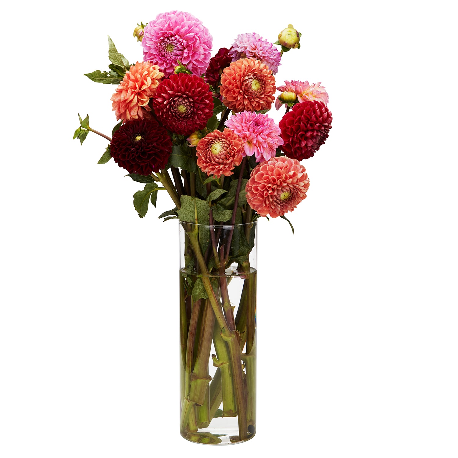 Wells Homestead Acres Dahlia Bunch, Locally Grown
