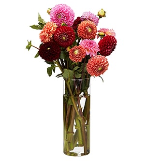 Wells Homestead Acres Dahlia Bunch, Locally Grown