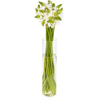 Star of Bethlehem
