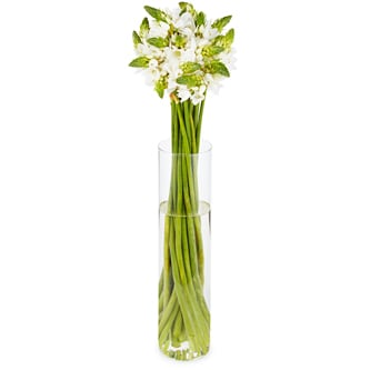 Star of Bethlehem