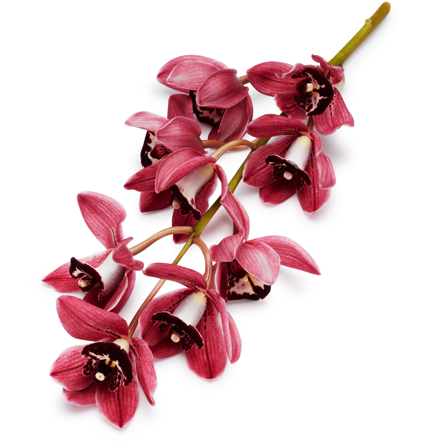 Mini Cymbidium, Single Stem, Various Colors