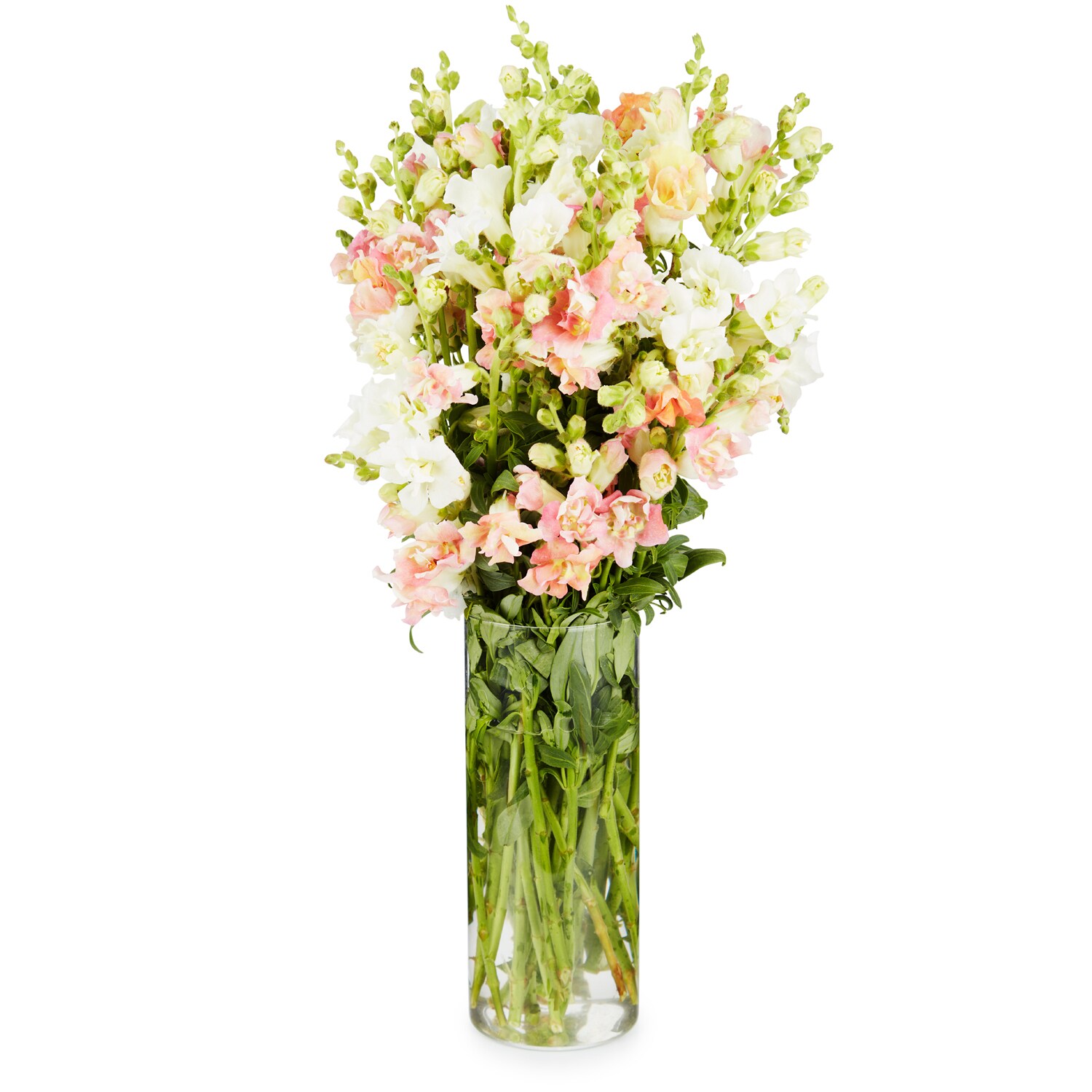 Wells Homestead Acres Snapdragon Flower