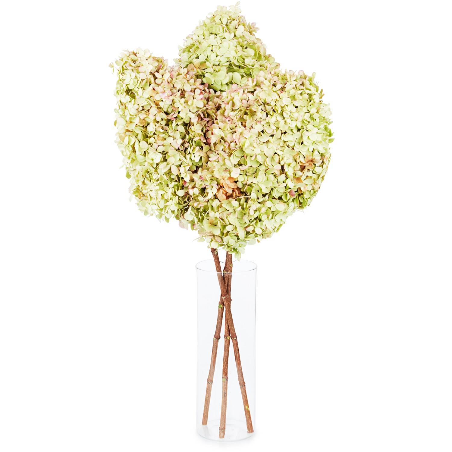 Wells Homestead Acres Hydrangea, Locally Grown