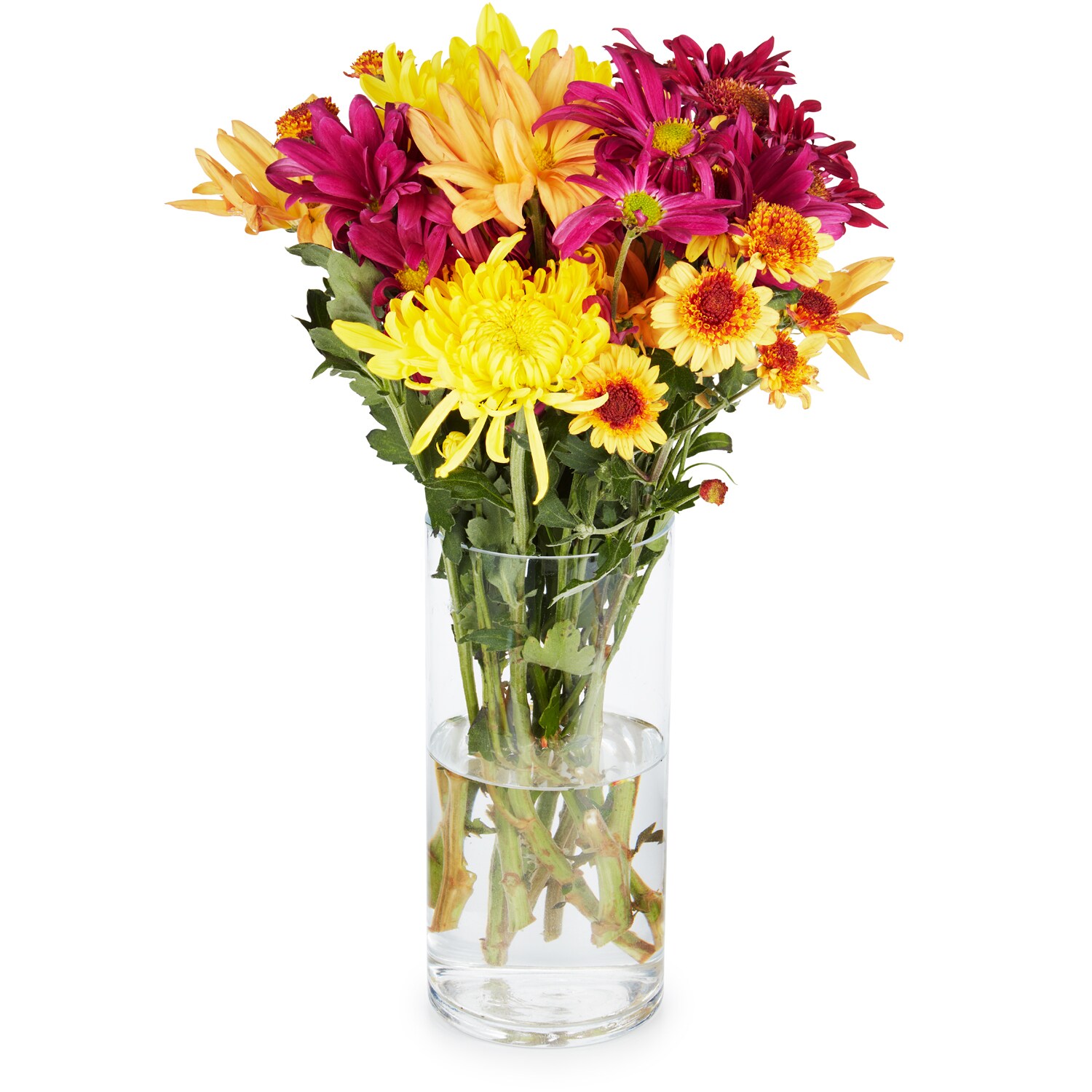 Lancaster Farm Fresh Cooperative Chrysanthemums, Locally Grown