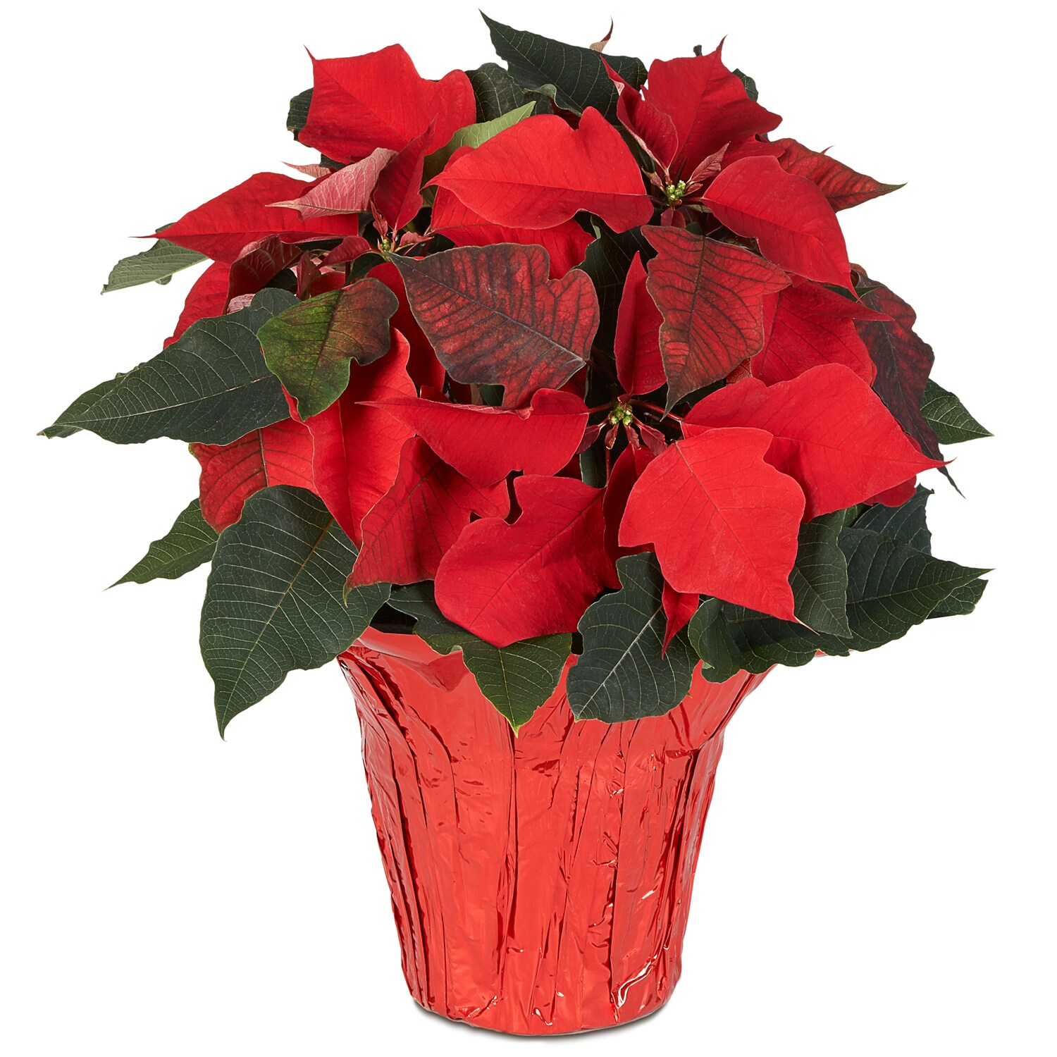 Classic Red Poinsettia Plant