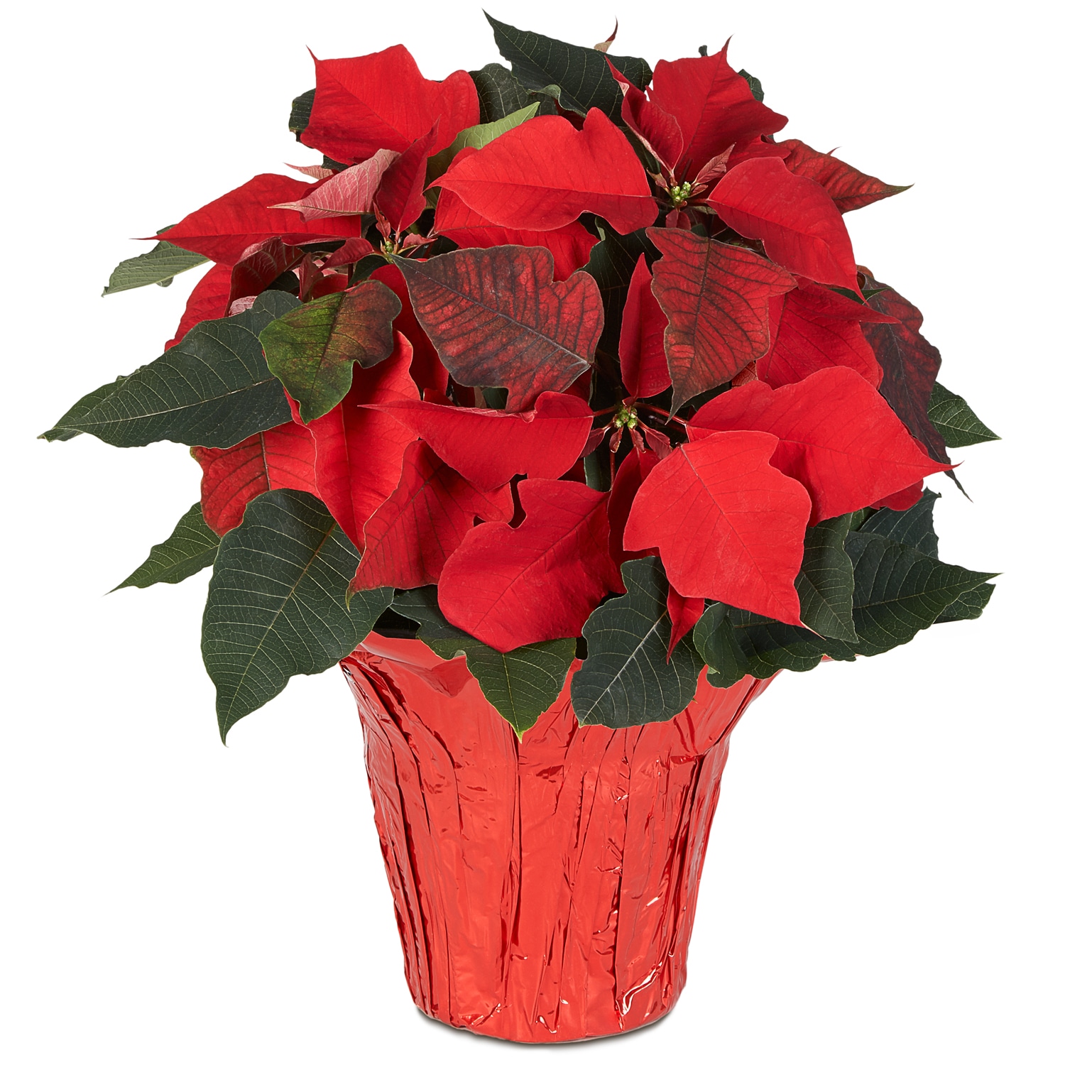 Classic Red Poinsettia Plant