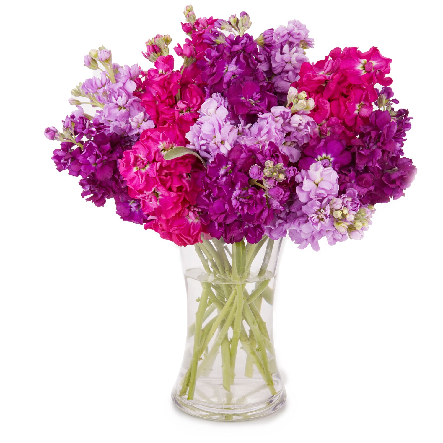 Fragrant Summer Stock