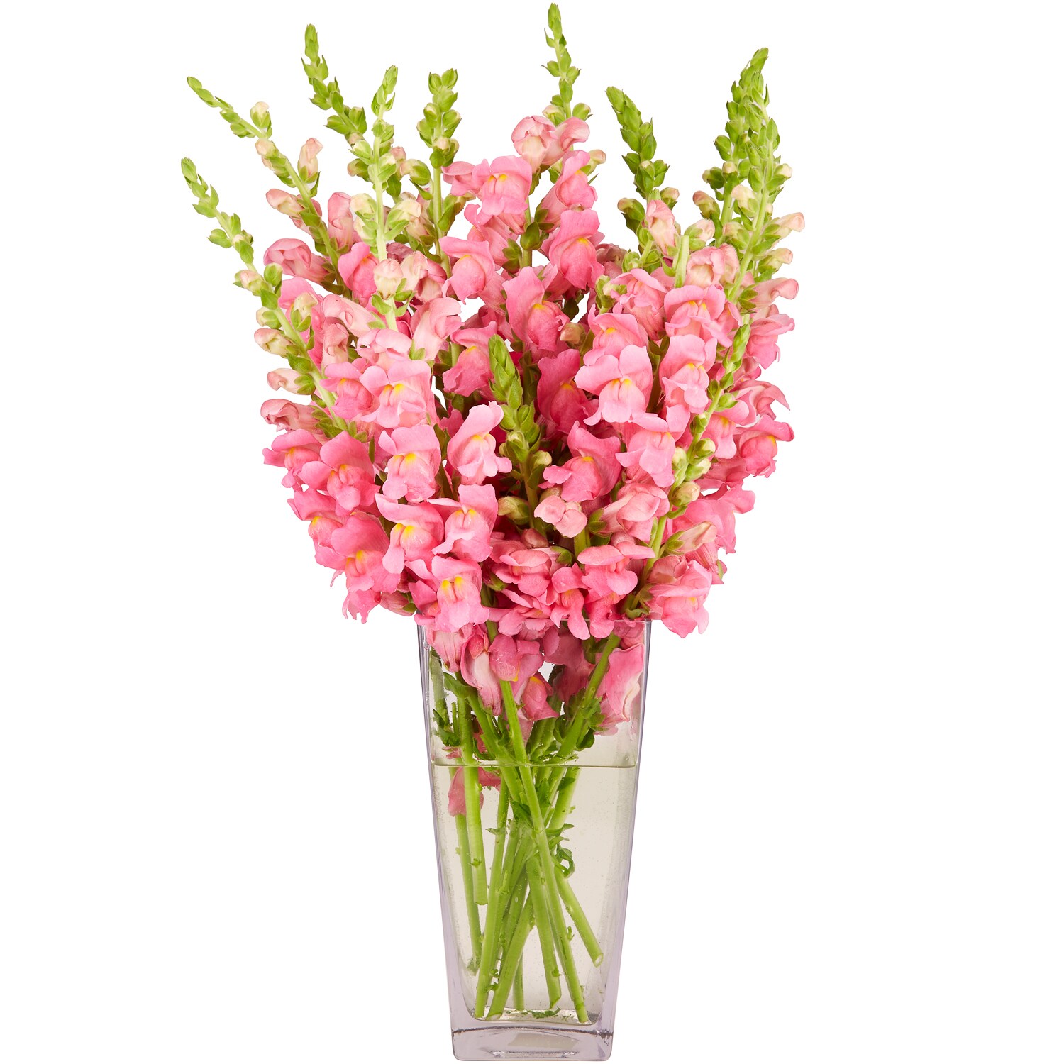 Premium Pink Snapdragon