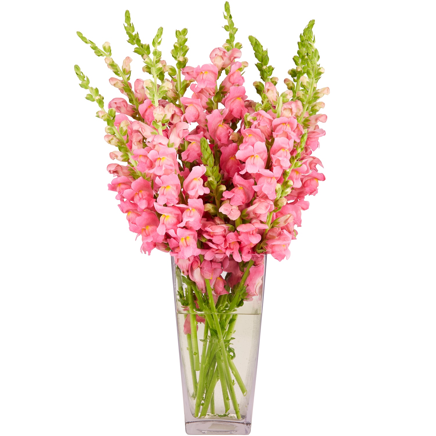 Premium Pink Snapdragon