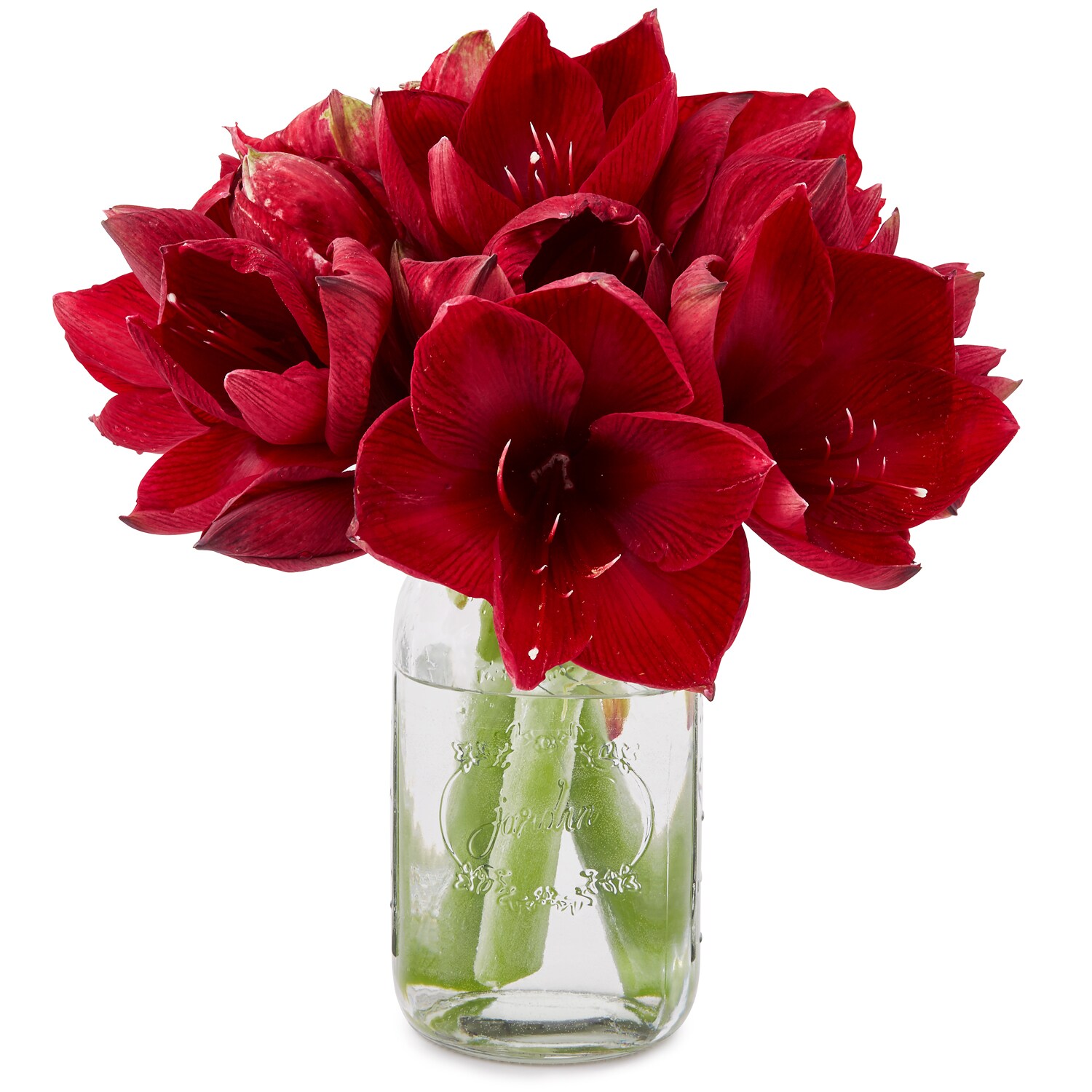 Deep Red Amaryllis