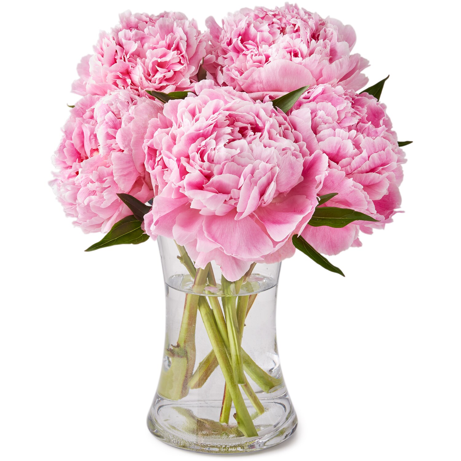 Arctic Pink Peony Bunch, Alaskan Grown
