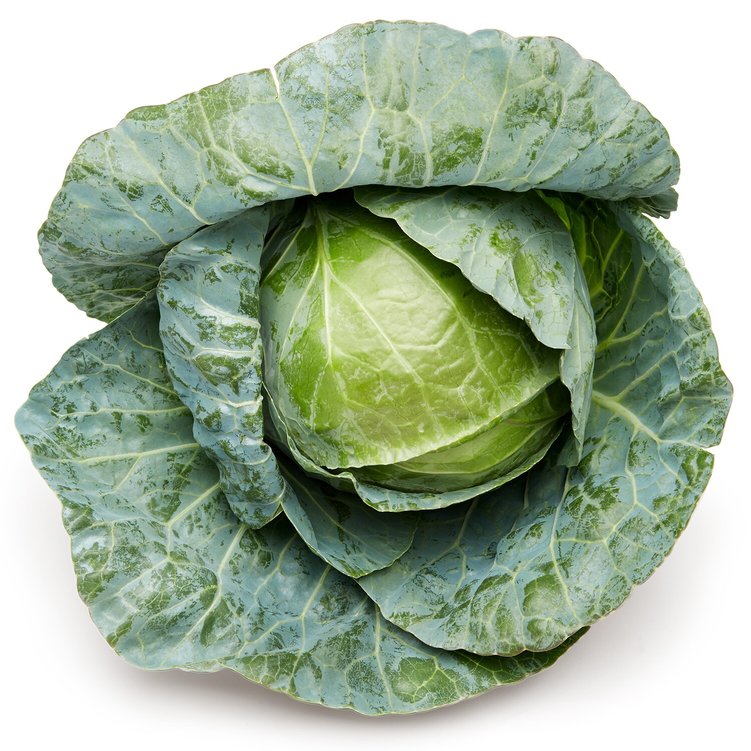 Deer Run Farms Green Cabbage