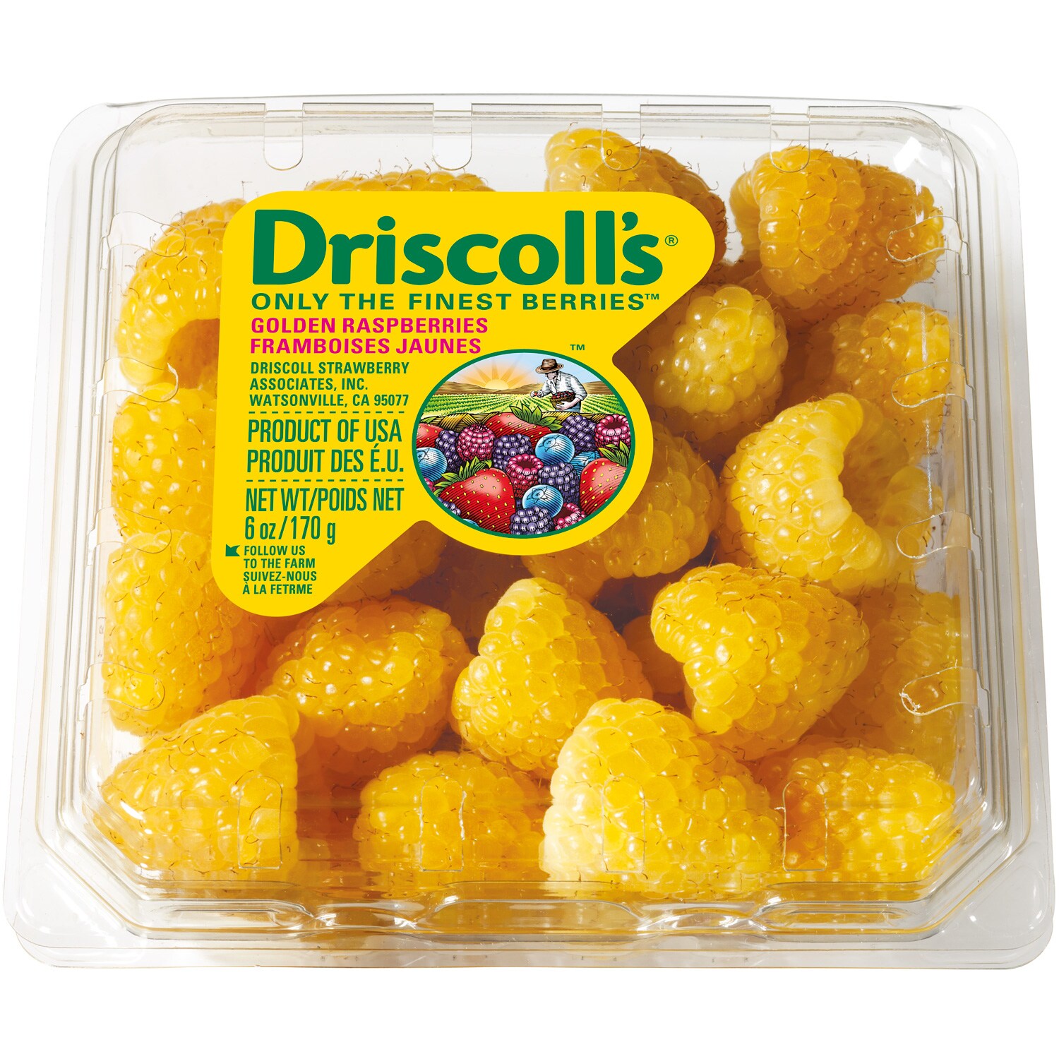 Raspberry Schlaraffia® 'Golddigger®' young plants, image size:1500x1500