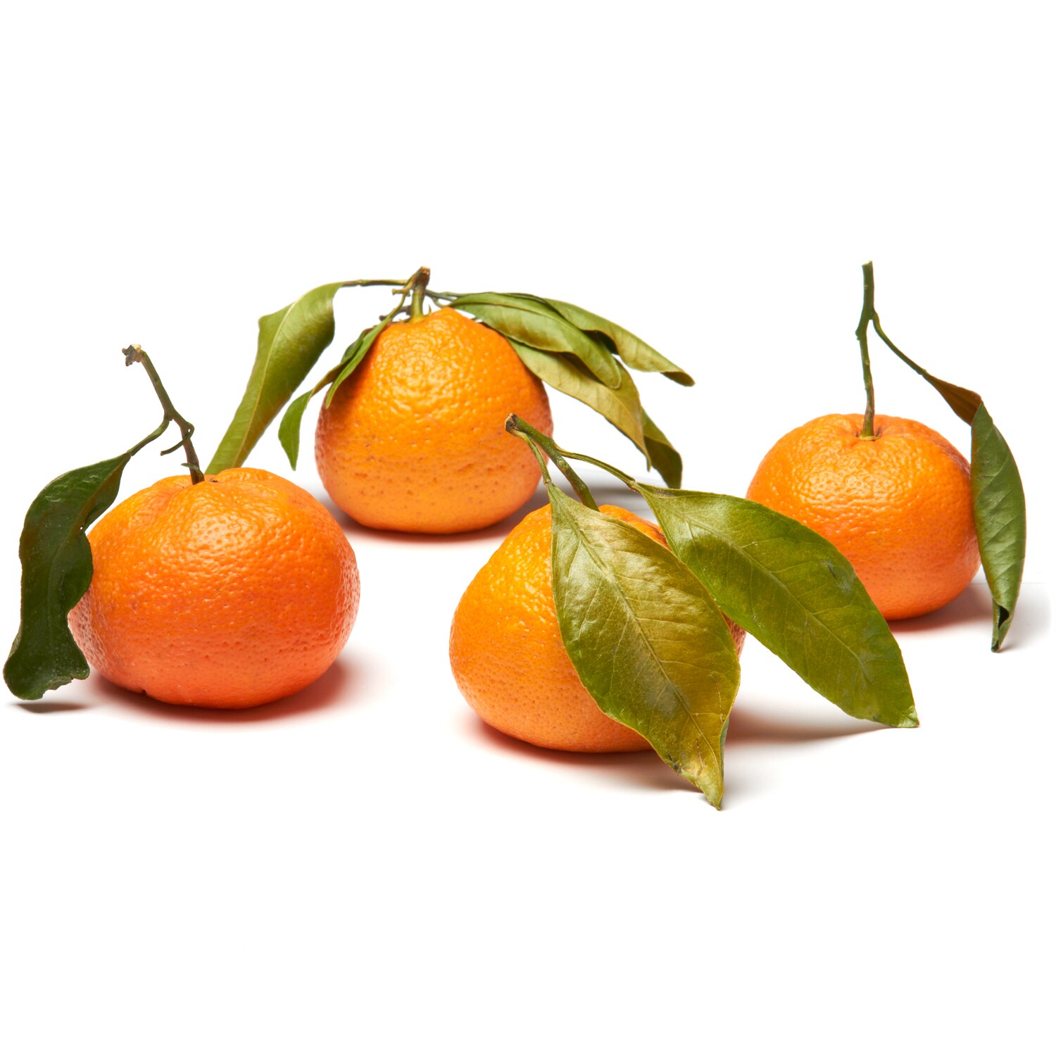 Family Tree Farms Satsuma Mandarins