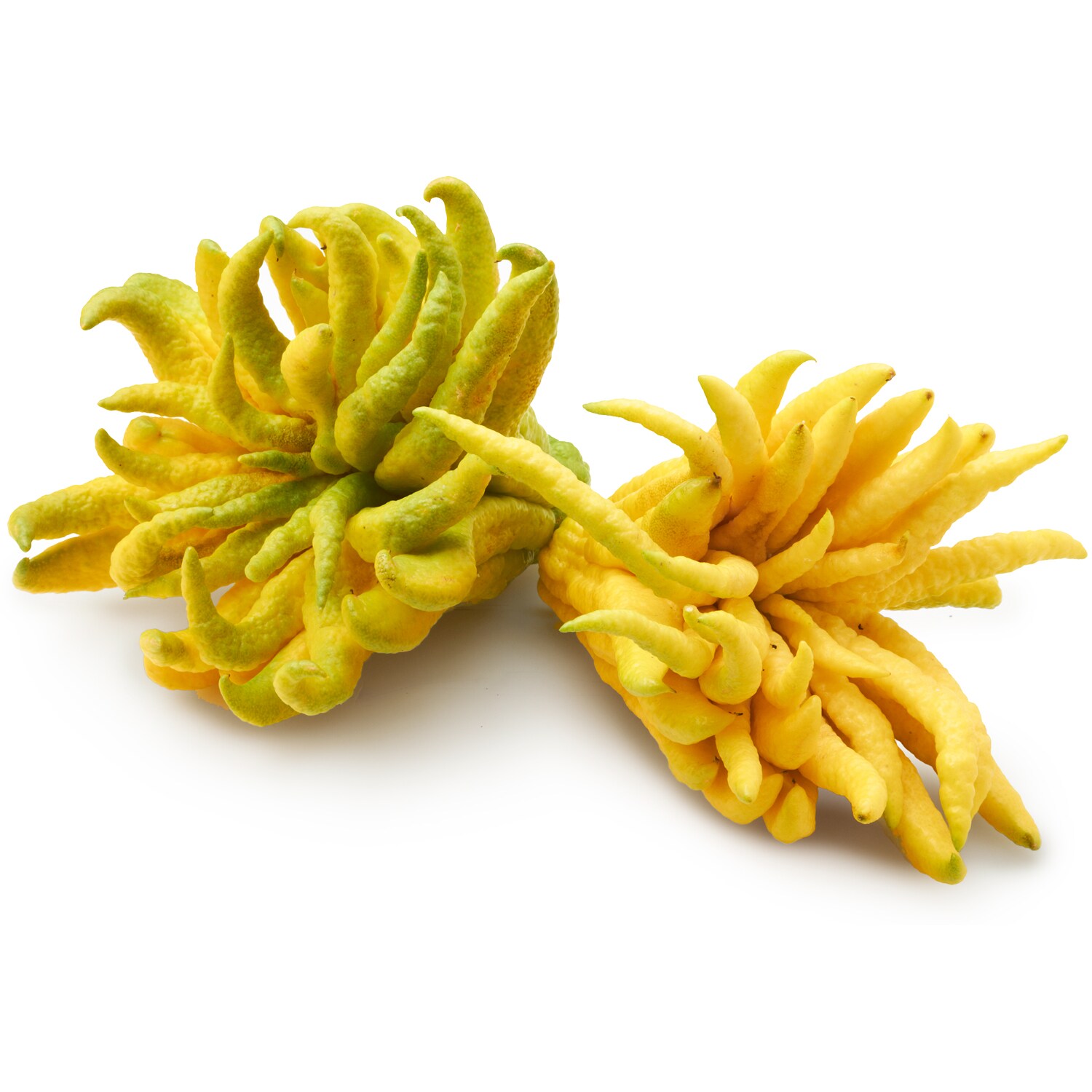 Buddha's Hand Citron