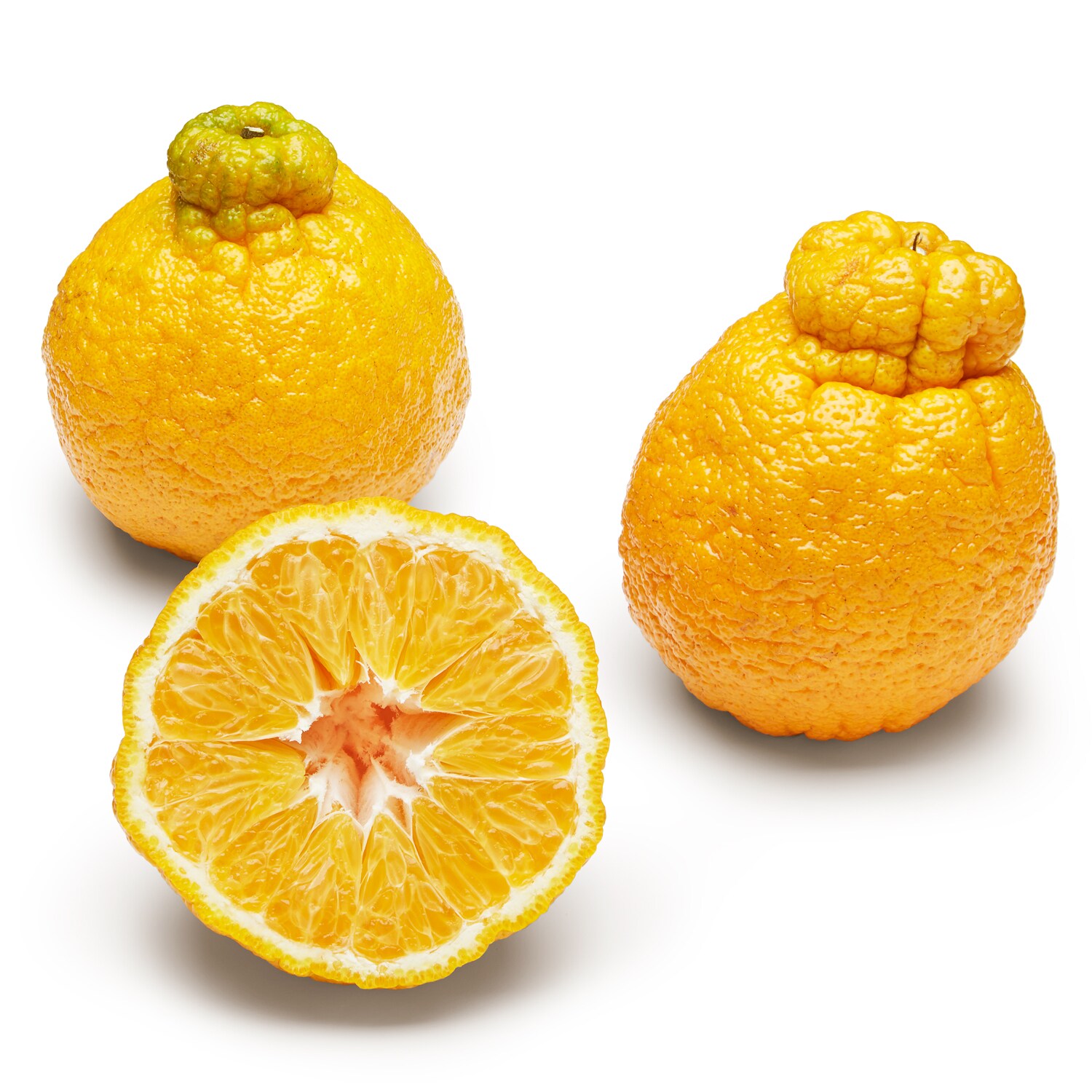 Georgia Grown Shiranui Mandarins