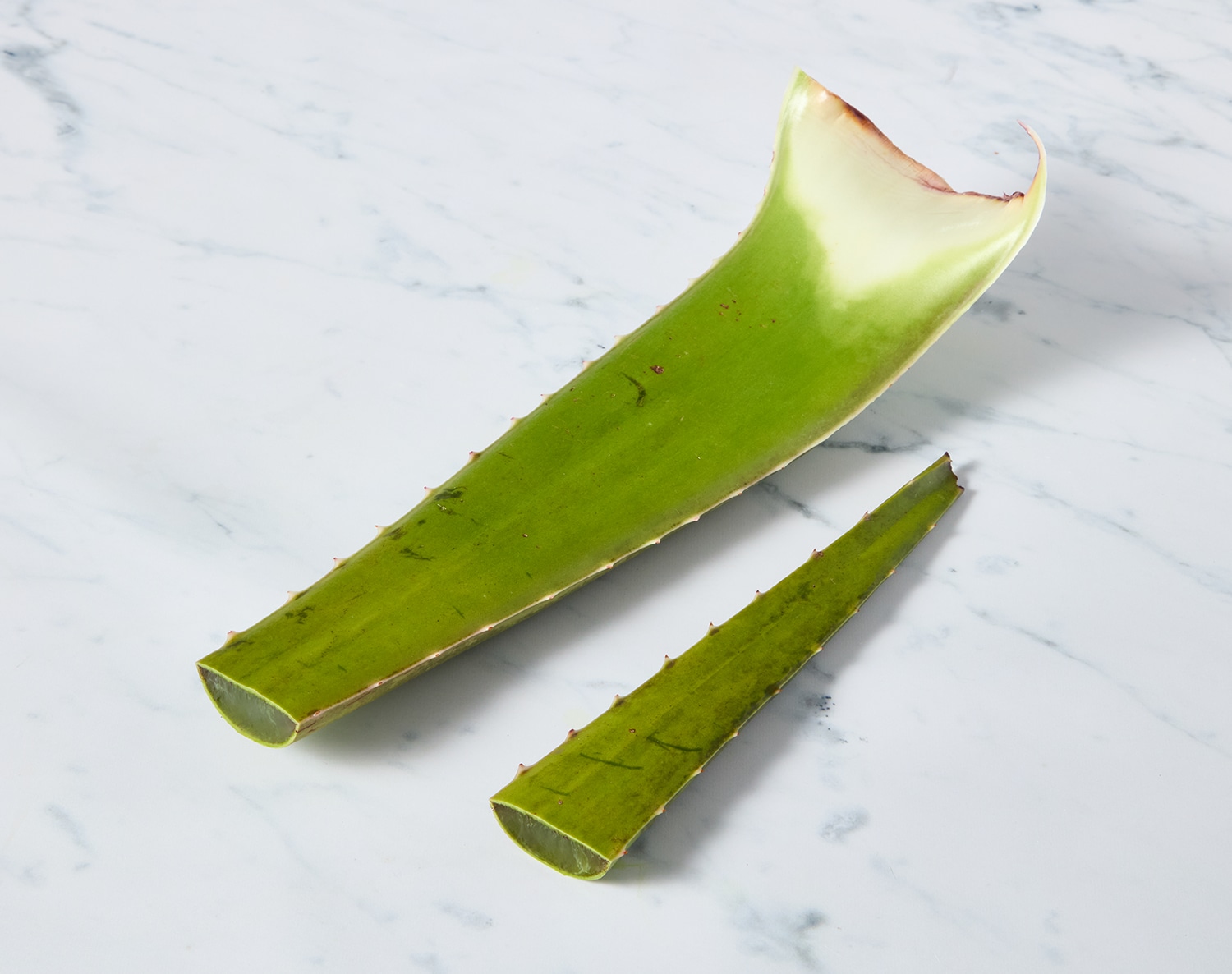 Aloe Vera Leaf, image 1 of 2 slides