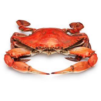 Maryland Blue Crab, 6-Pack
