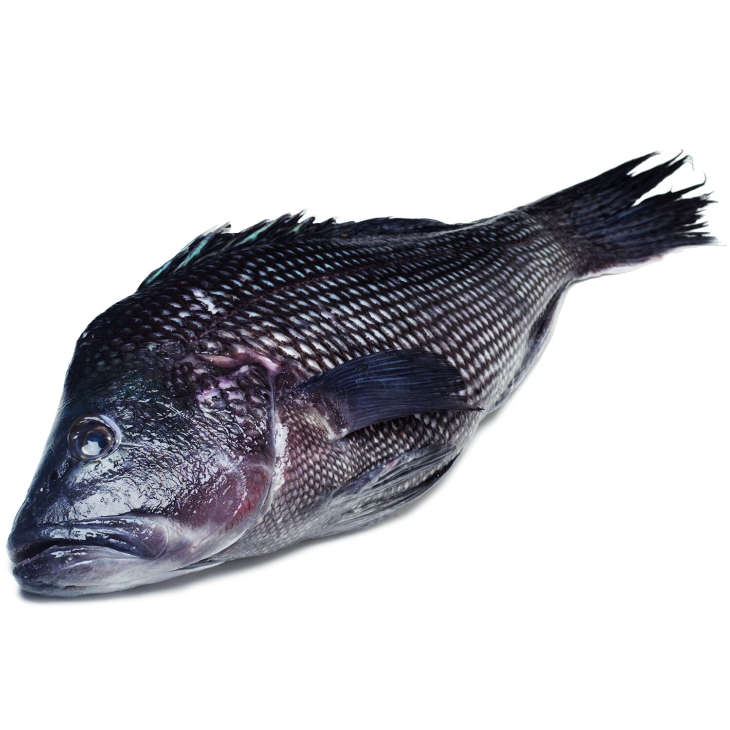 Local Whole Wild Black Sea Bass