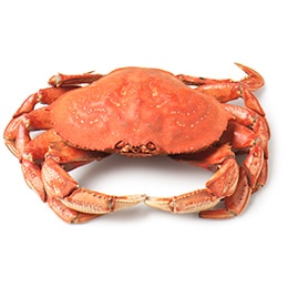 Fresh Cooked Dungeness Crab