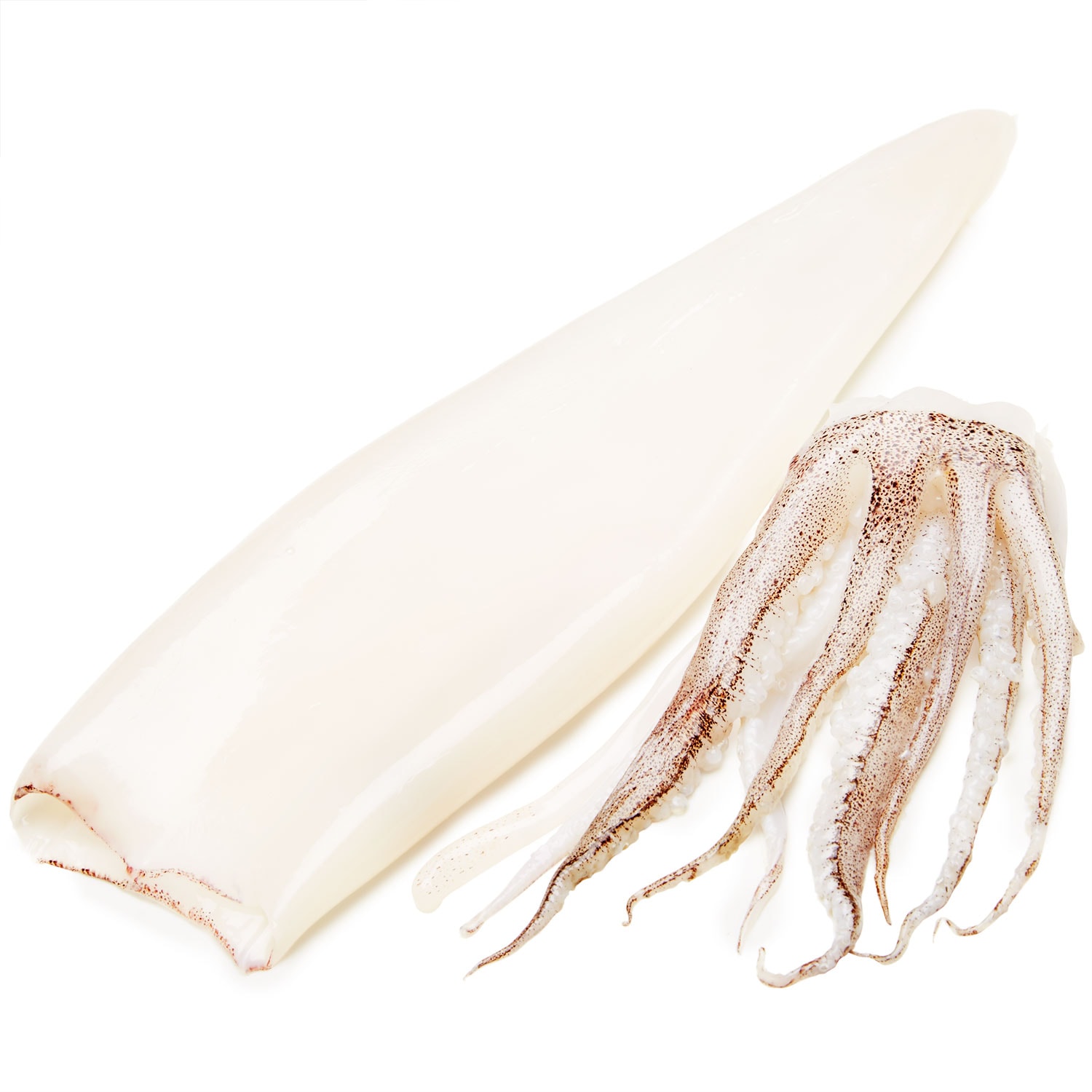 Wild Cape Cod Squid