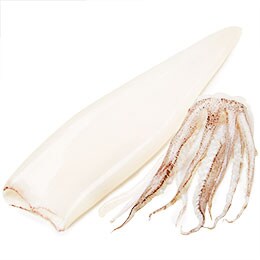 Wild Cape Cod Squid