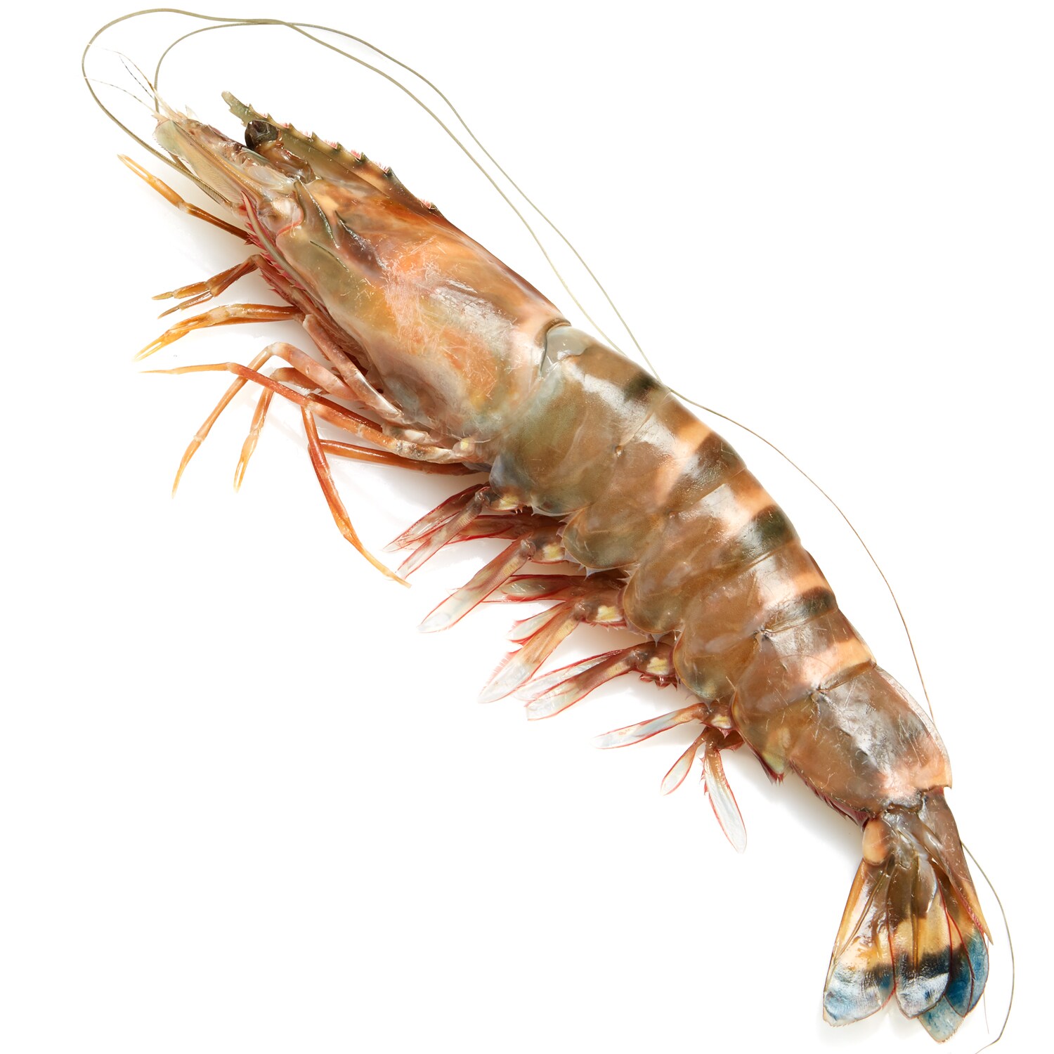 Madagascar Prawns, Head-On, 9-11/lb