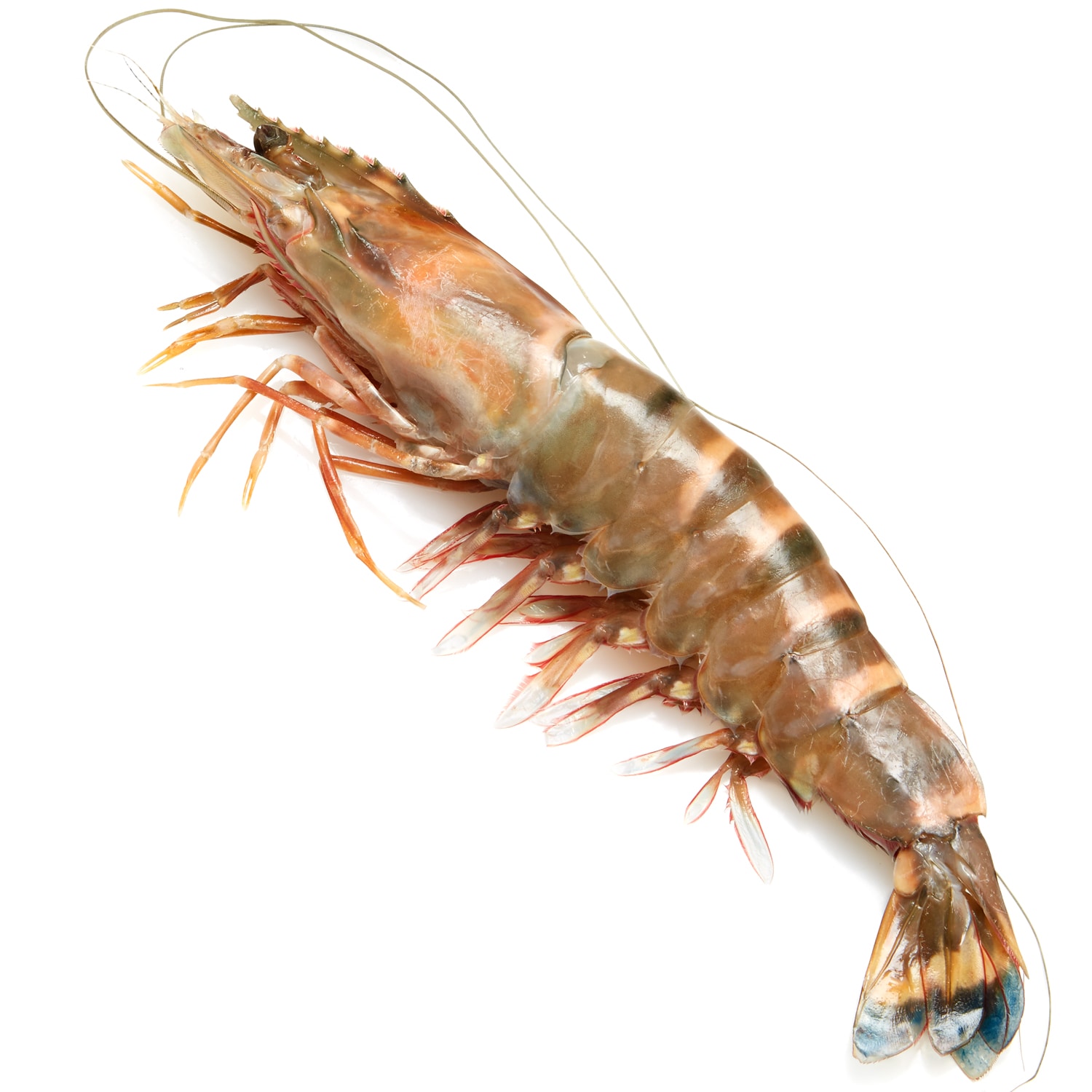 Madagascar Prawns, Head-On, 9-11/lb