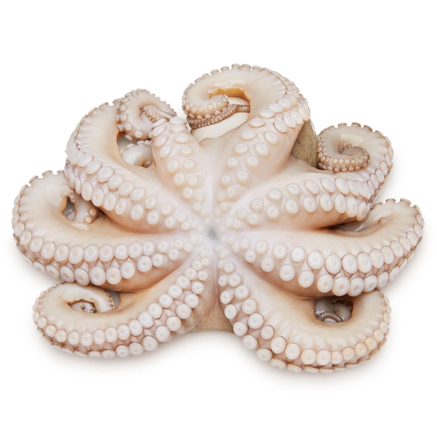 Whole Octopus, Tenderized, Previously Frozen