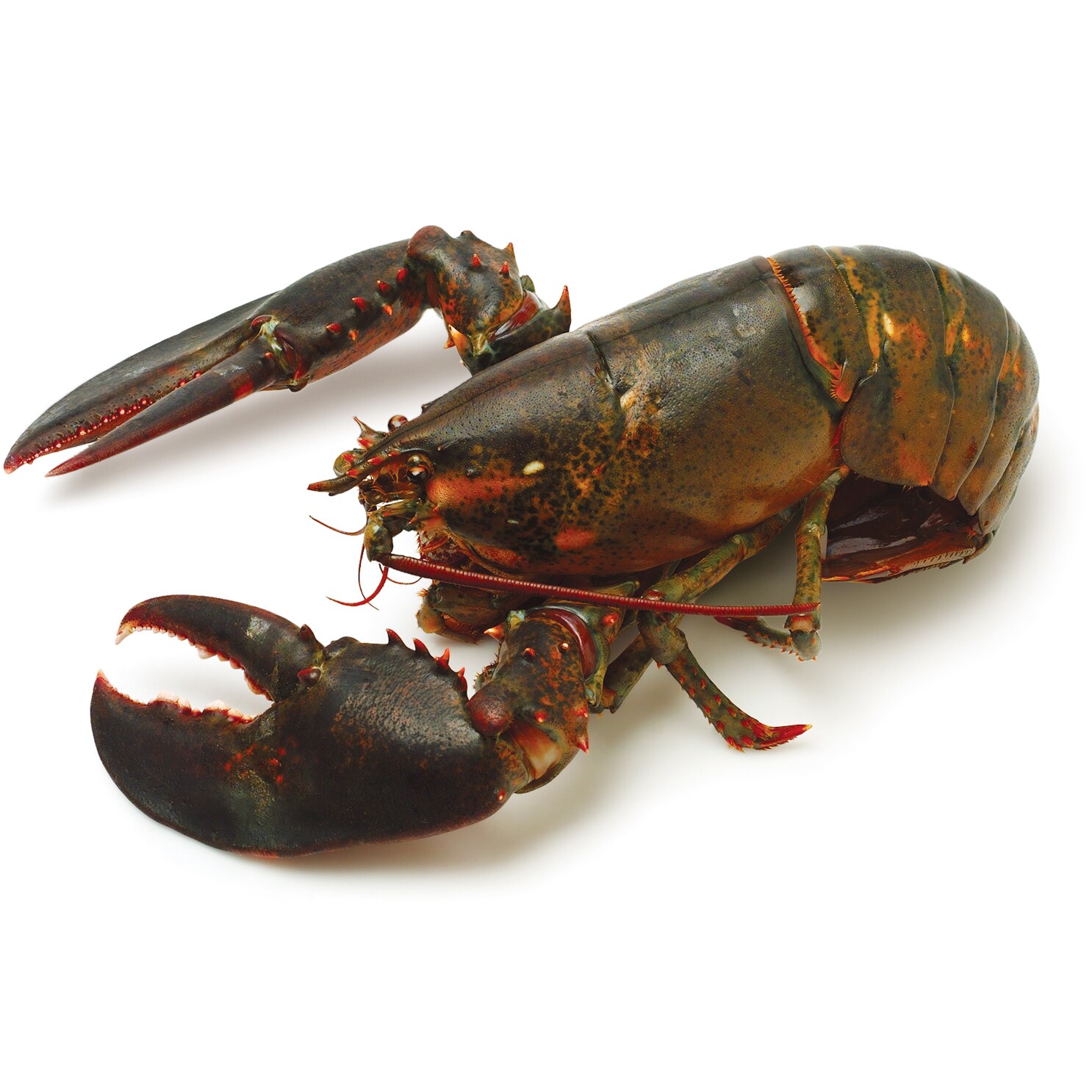 Live New Shell Lobster