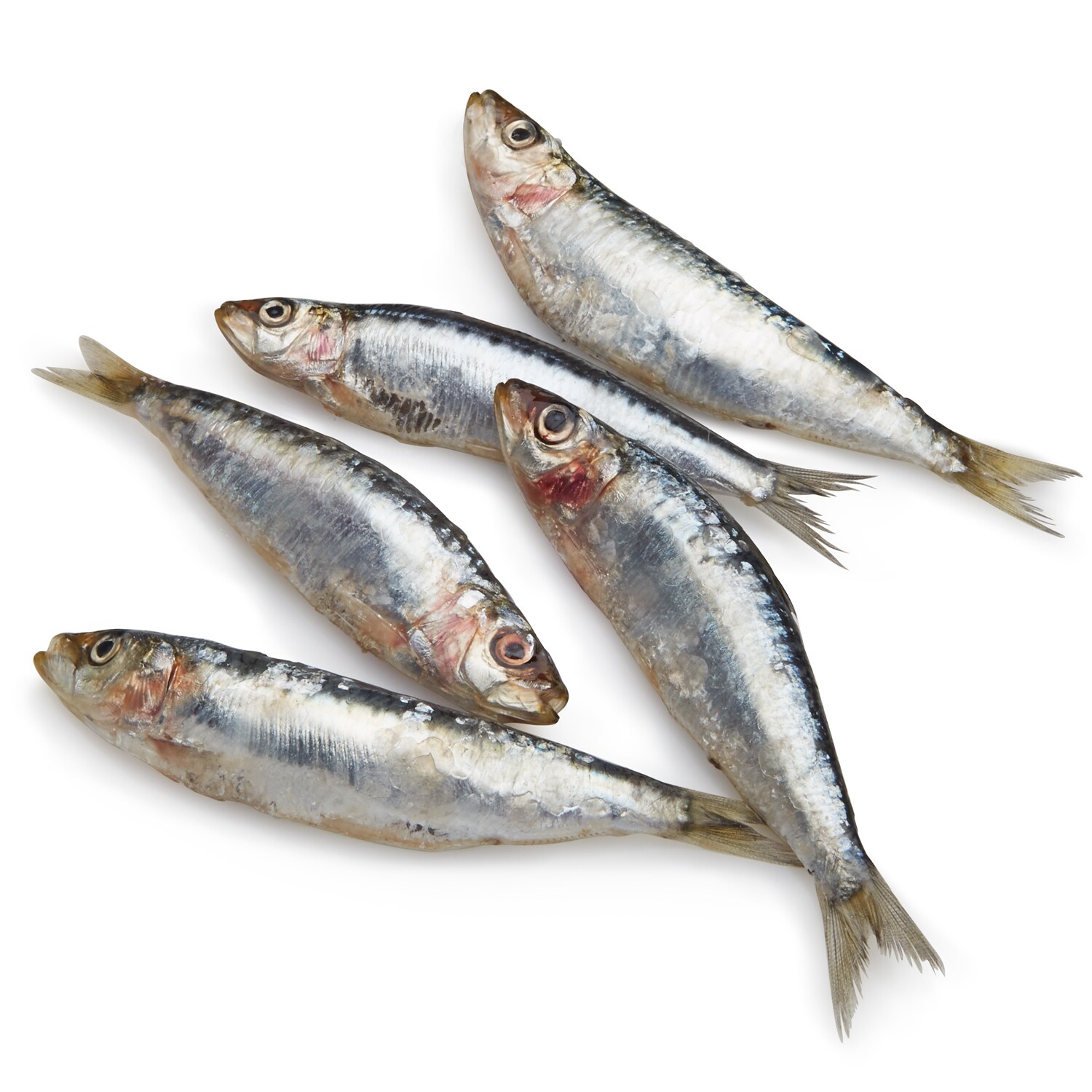 Sardines, Fresh
