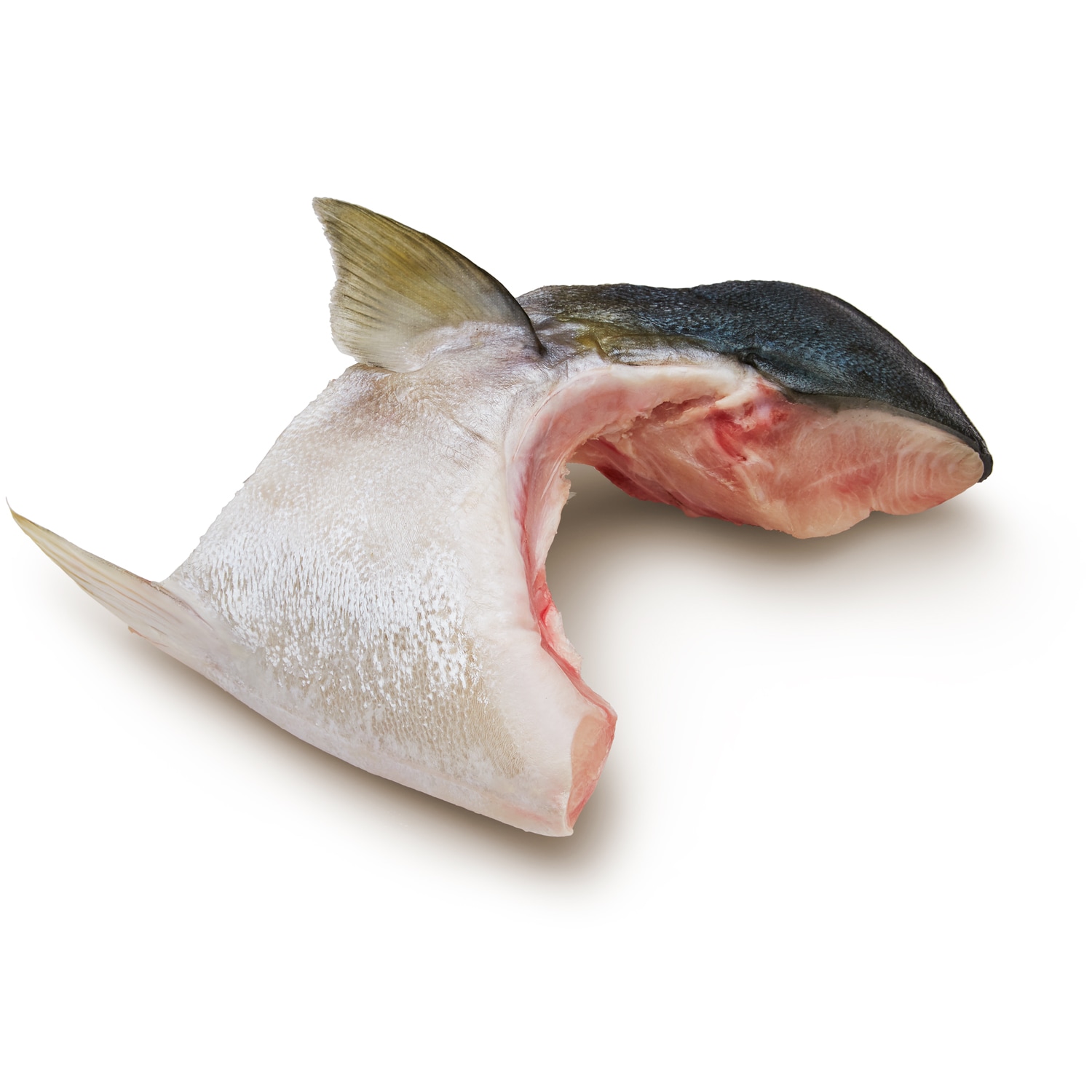 Royal Sashimi Yellowtail Collar
