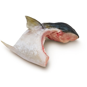 Royal Sashimi Yellowtail Collar