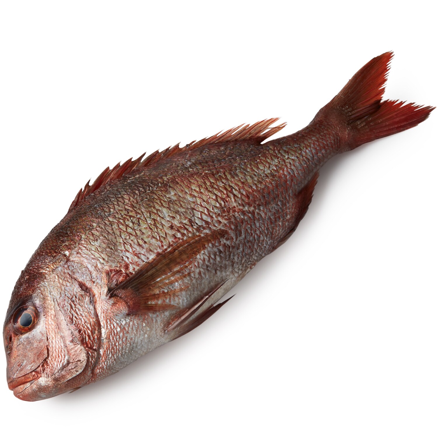 Whole Tai Snapper