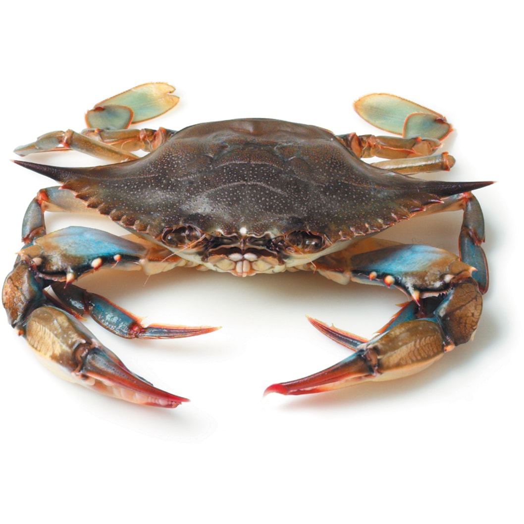 Soft Shell Crabs