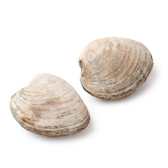Local Cherrystone Clams