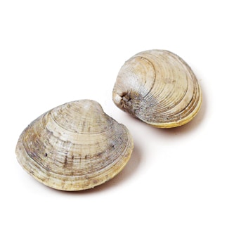 Local Littleneck Clams (Serves 2-3)